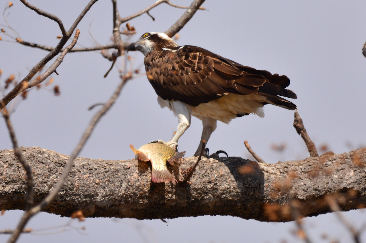 Pandion haliaetus